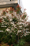 Prunus nipponica var. kurilensis 'Brilliant' RCP4-10 142.jpg